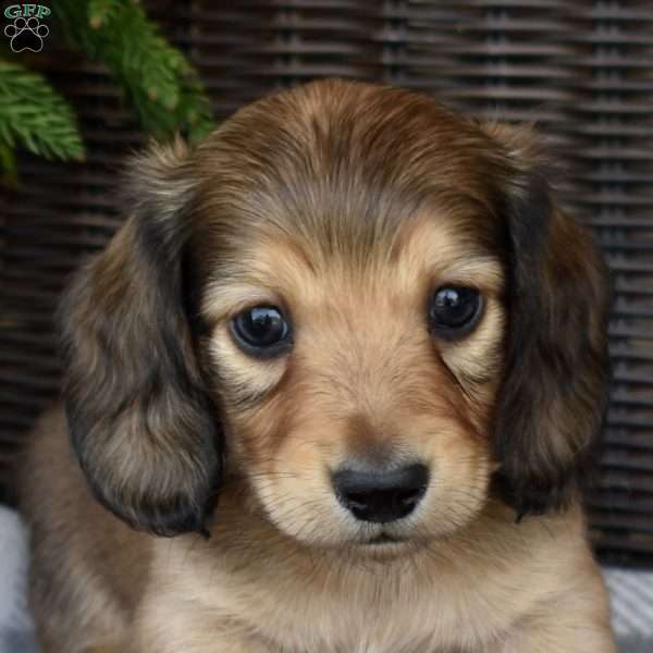 Gelato, Dachshund Puppy